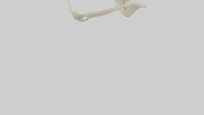 Human Scapula Model VR / AR / low-poly