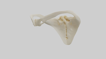 Human Scapula Model VR / AR / low-poly