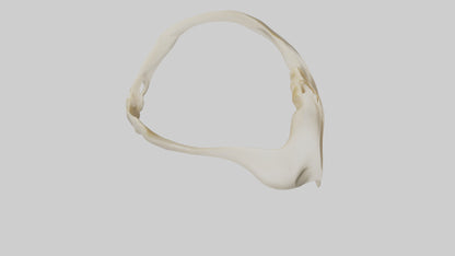 Human Scapula Model VR / AR / low-poly