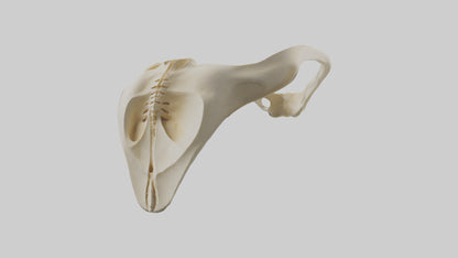 Human Scapula Model VR / AR / low-poly