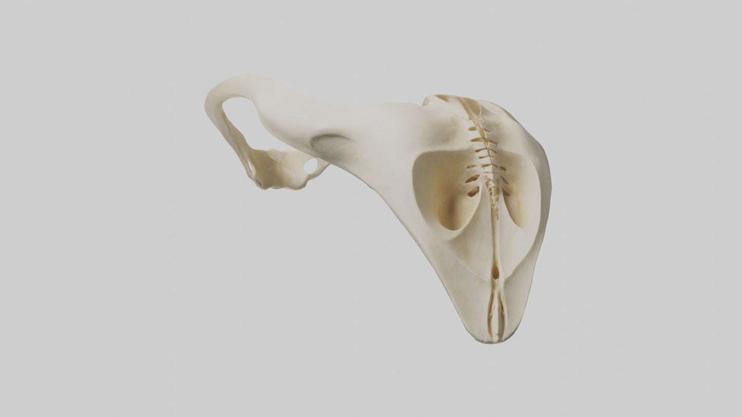 Human Scapula Model VR / AR / low-poly