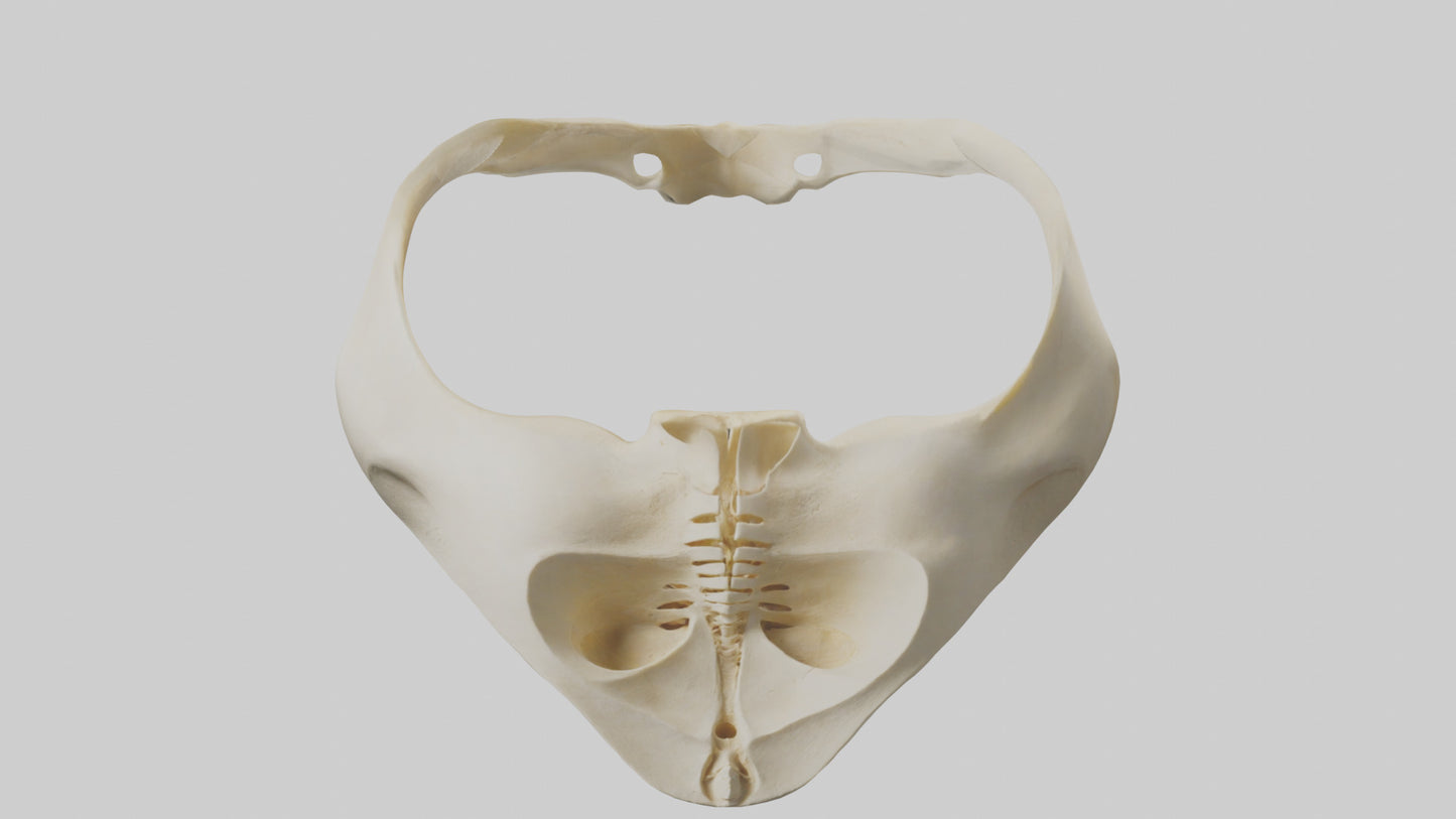 Human Scapula Model VR / AR / low-poly