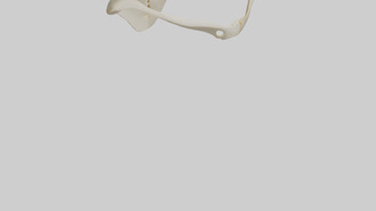 Human Scapula Model VR / AR / low-poly