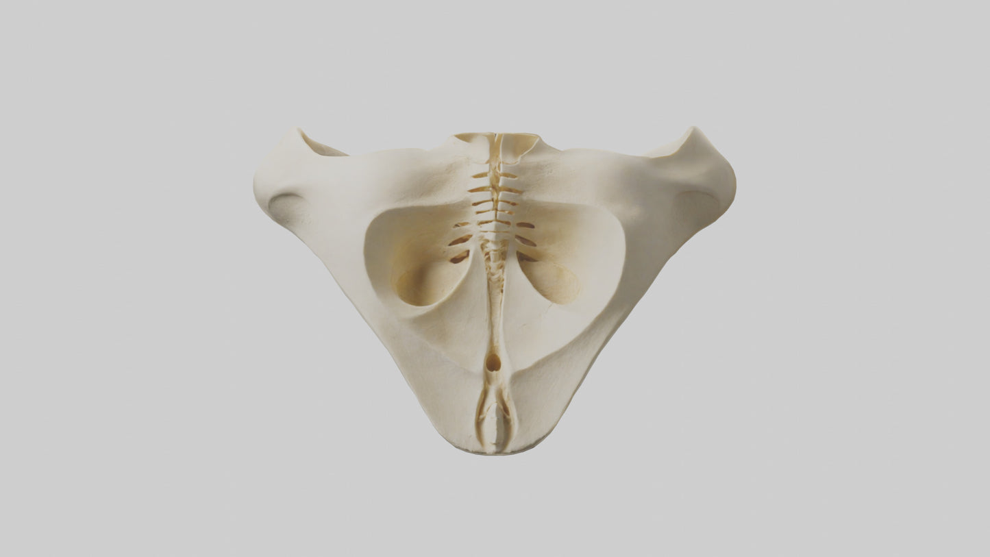 Human Scapula Model VR / AR / low-poly