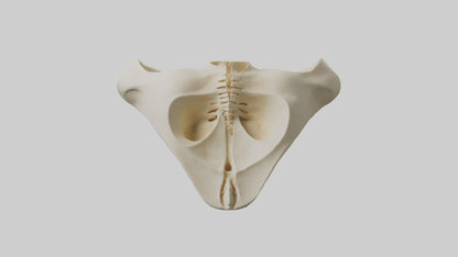 Human Scapula Model VR / AR / low-poly