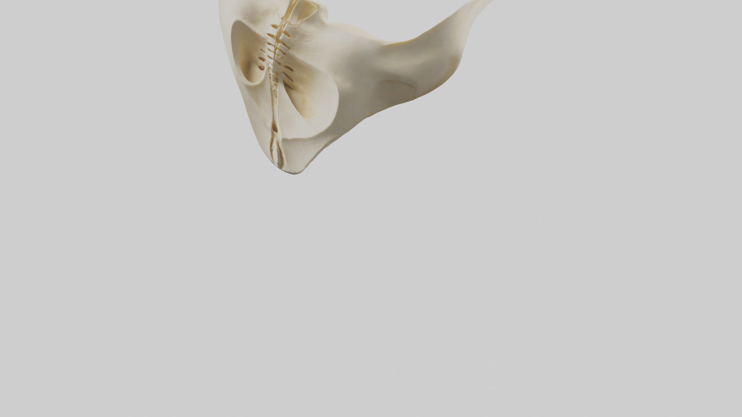 Human Scapula Model VR / AR / low-poly