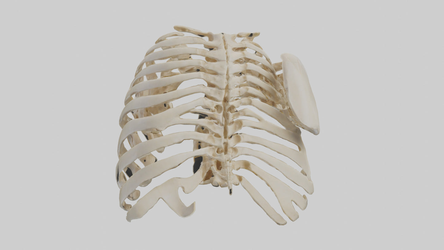 3D model Human Scapula Skeleton model VR / AR / low-poly