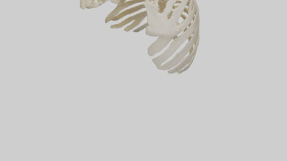 3D model Human Scapula Skeleton model VR / AR / low-poly