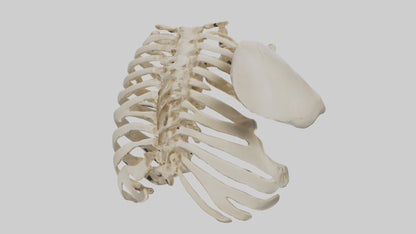 3D model Human Scapula Skeleton model VR / AR / low-poly