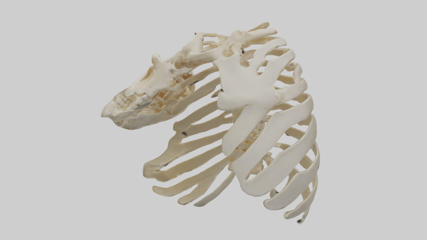 3D model Human Scapula Skeleton model VR / AR / low-poly