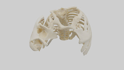 3D model Human Scapula Skeleton model VR / AR / low-poly