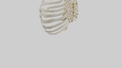 3D model Human Scapula Skeleton model VR / AR / low-poly