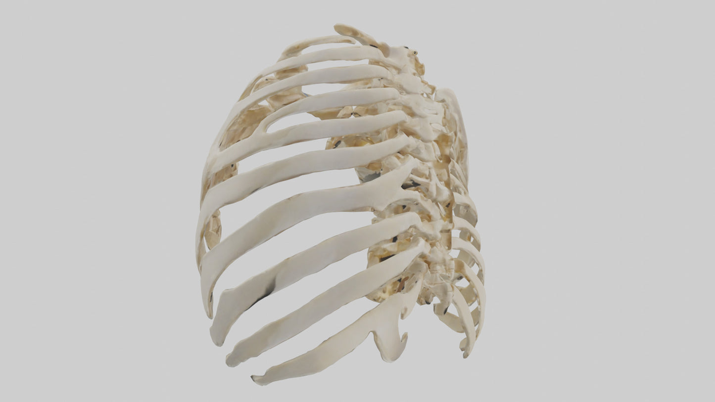 3D model Human Scapula Skeleton model VR / AR / low-poly