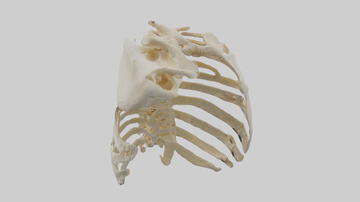 3D model Human Scapula Skeleton model VR / AR / low-poly