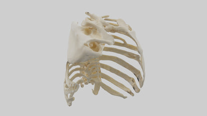 3D model Human Scapula Skeleton model VR / AR / low-poly