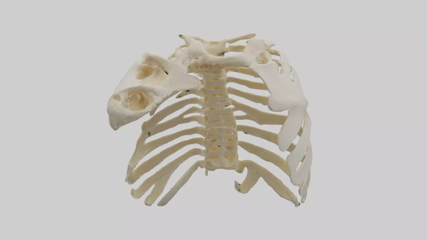 3D model Human Scapula Skeleton model VR / AR / low-poly