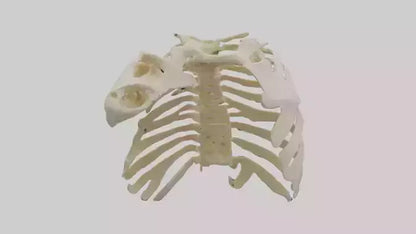 3D model Human Scapula Skeleton model VR / AR / low-poly