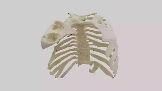 3D model Human Scapula Skeleton model VR / AR / low-poly