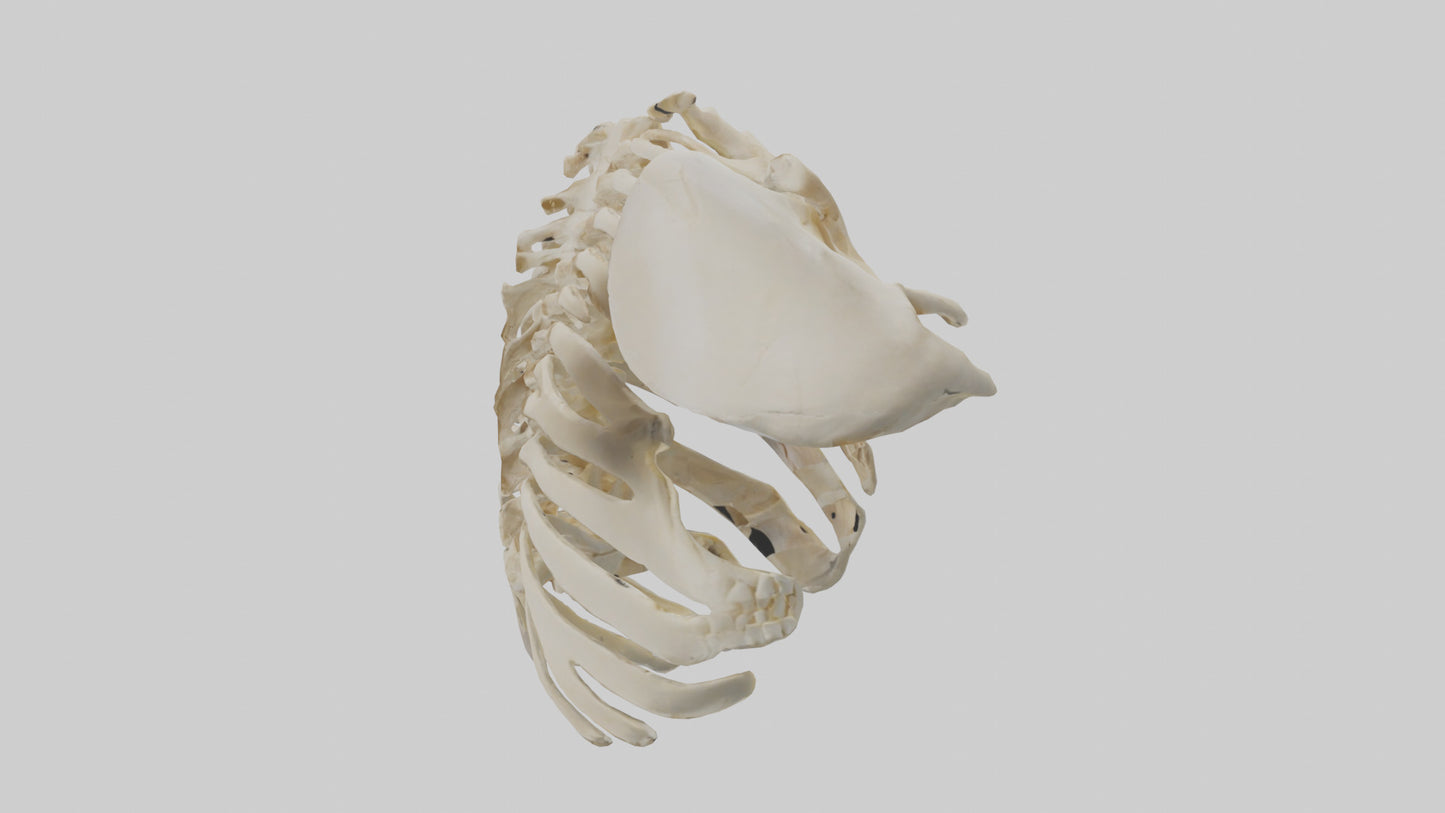 3D model Human Scapula Skeleton model VR / AR / low-poly