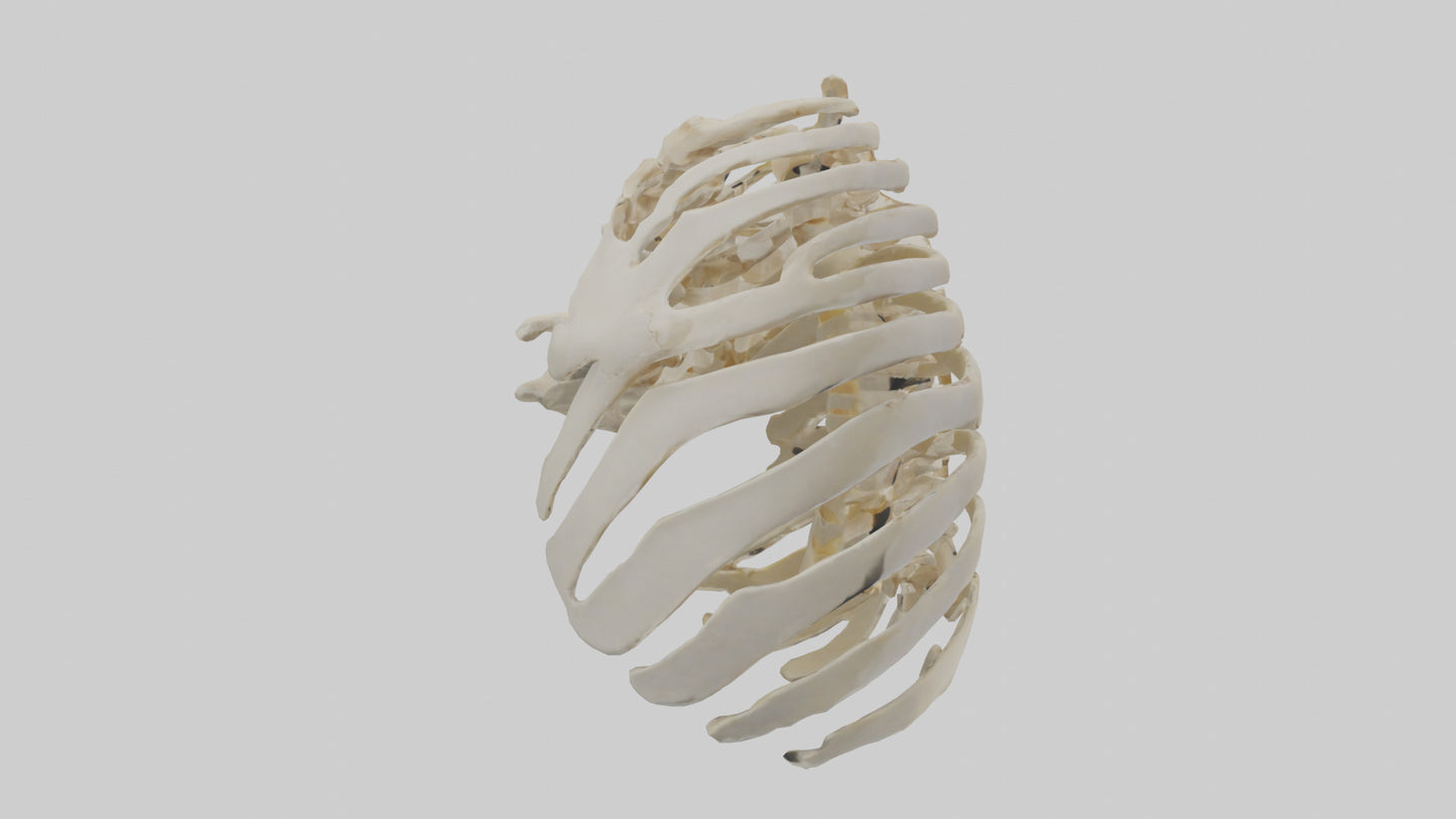 3D model Human Scapula Skeleton model VR / AR / low-poly