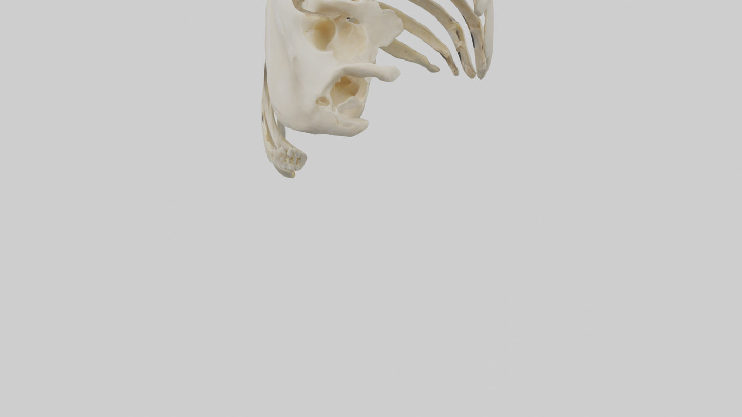 3D model Human Scapula Skeleton model VR / AR / low-poly