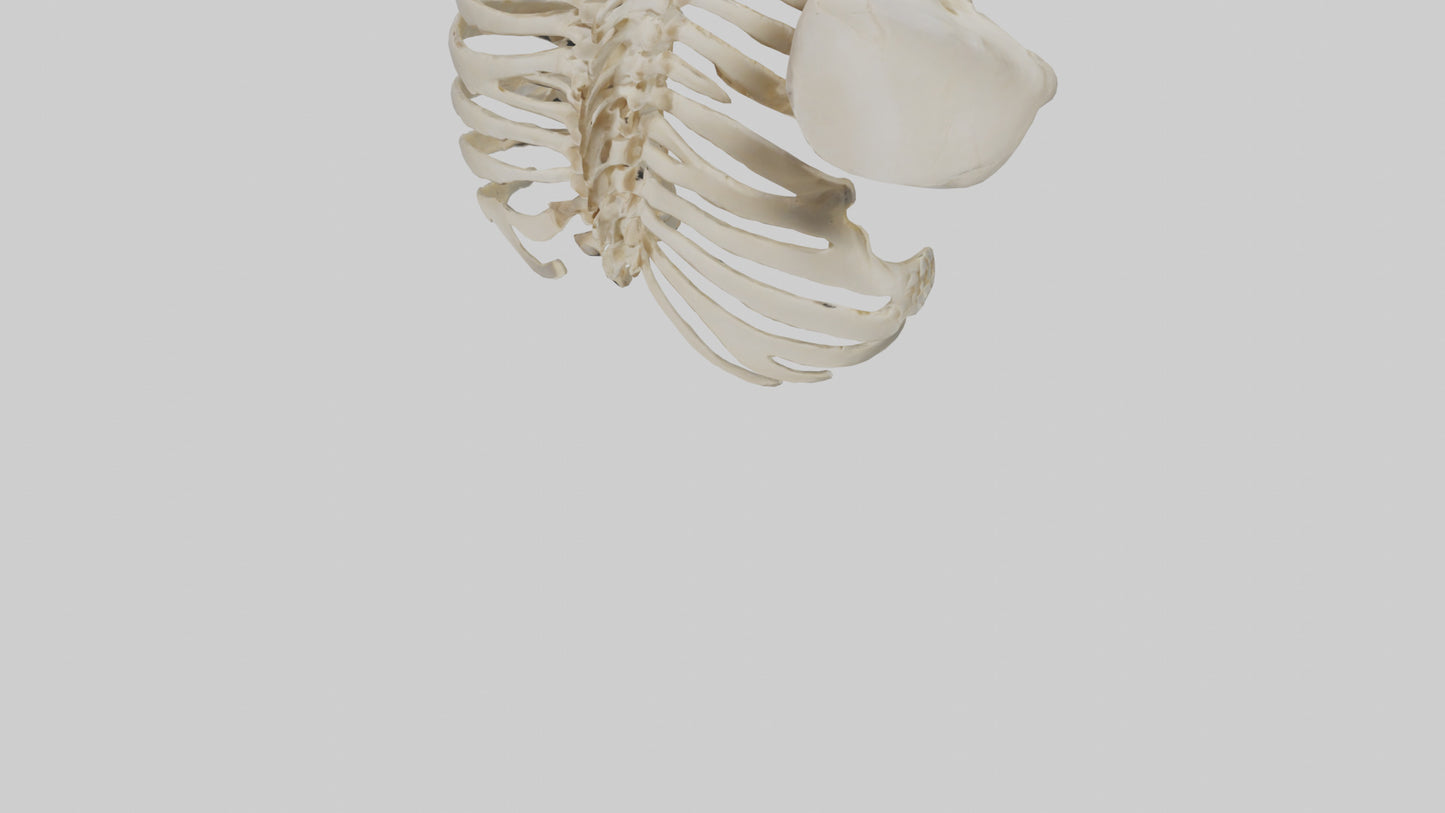 3D model Human Scapula Skeleton model VR / AR / low-poly