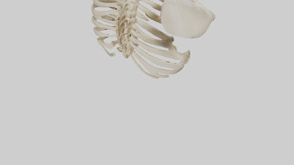 3D model Human Scapula Skeleton model VR / AR / low-poly