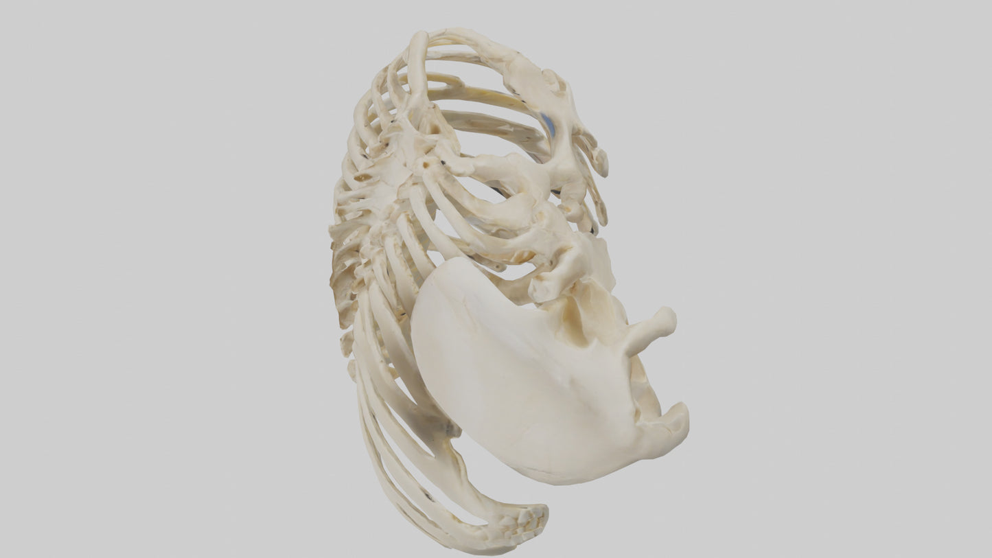 3D model Human Scapula Skeleton model VR / AR / low-poly