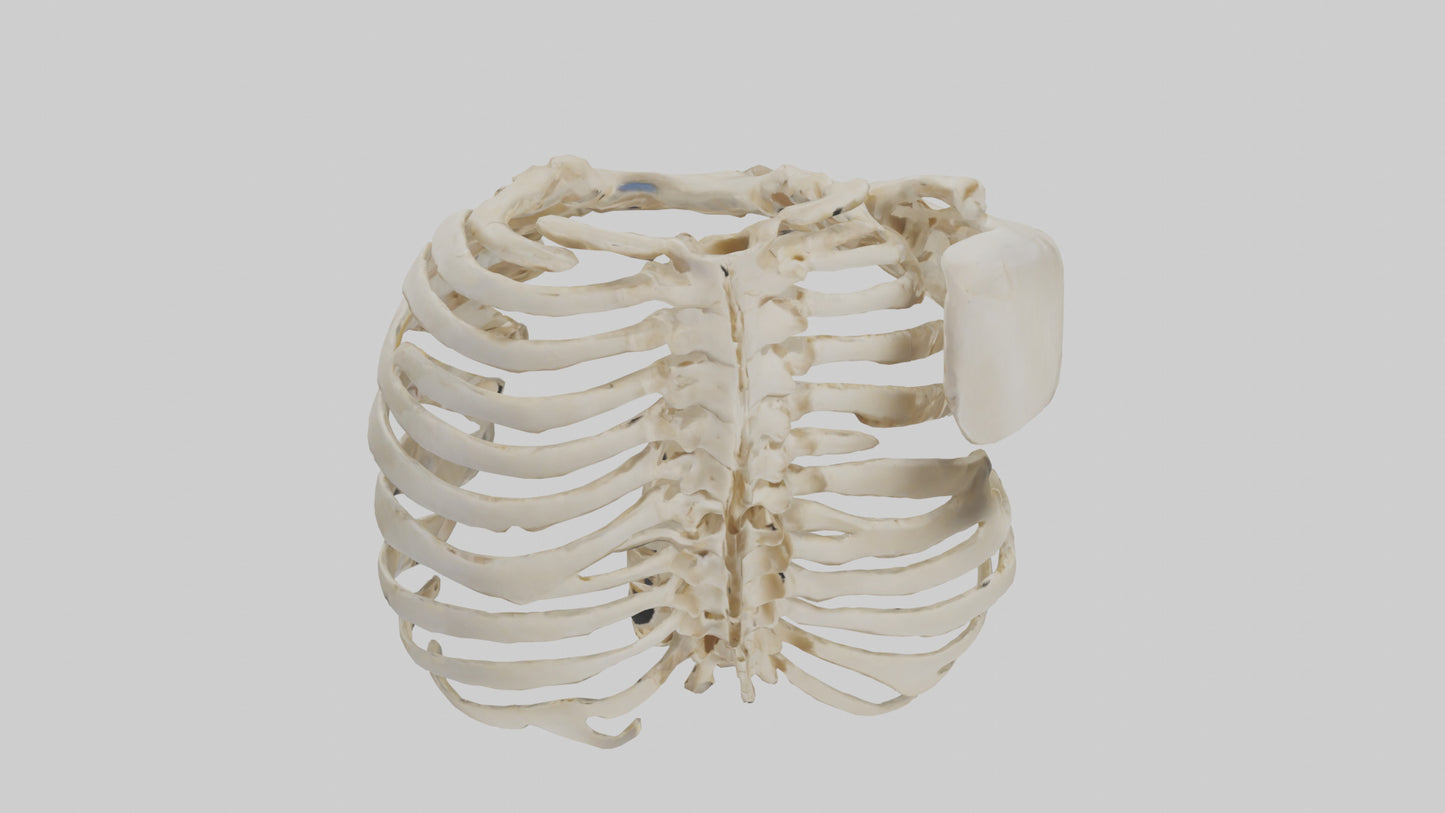 3D model Human Scapula Skeleton model VR / AR / low-poly