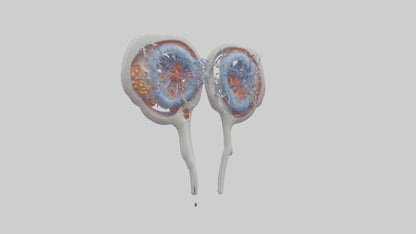 3D model Human Seminal Vesicles Model VR / AR / low-poly
