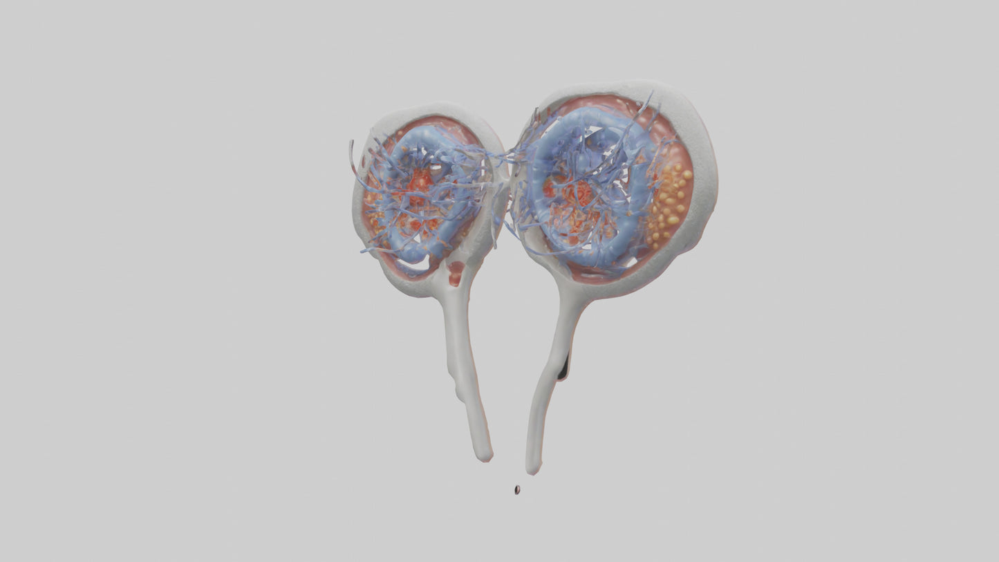 3D model Human Seminal Vesicles Model VR / AR / low-poly