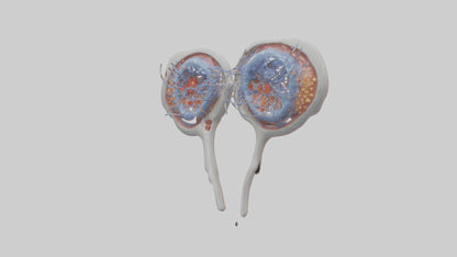 3D model Human Seminal Vesicles Model VR / AR / low-poly