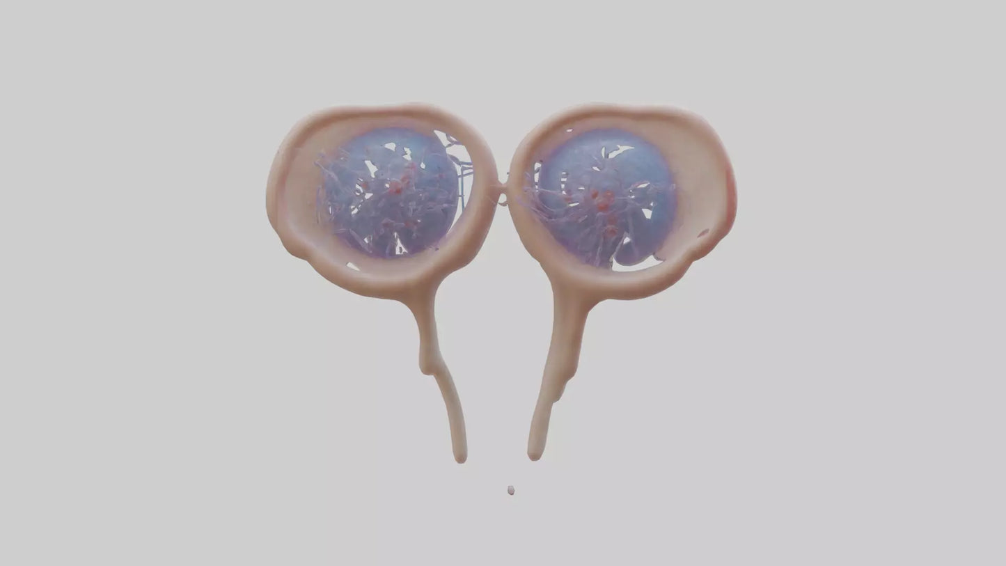 3D model Human Seminal Vesicles Model VR / AR / low-poly