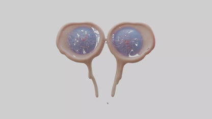3D model Human Seminal Vesicles Model VR / AR / low-poly