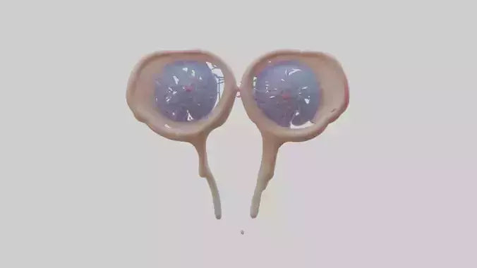 3D model Human Seminal Vesicles Model VR / AR / low-poly