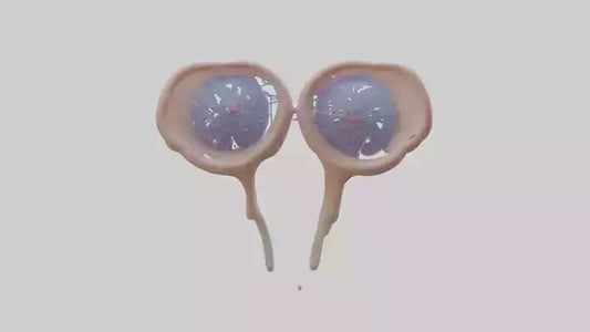 3D model Human Seminal Vesicles Model VR / AR / low-poly