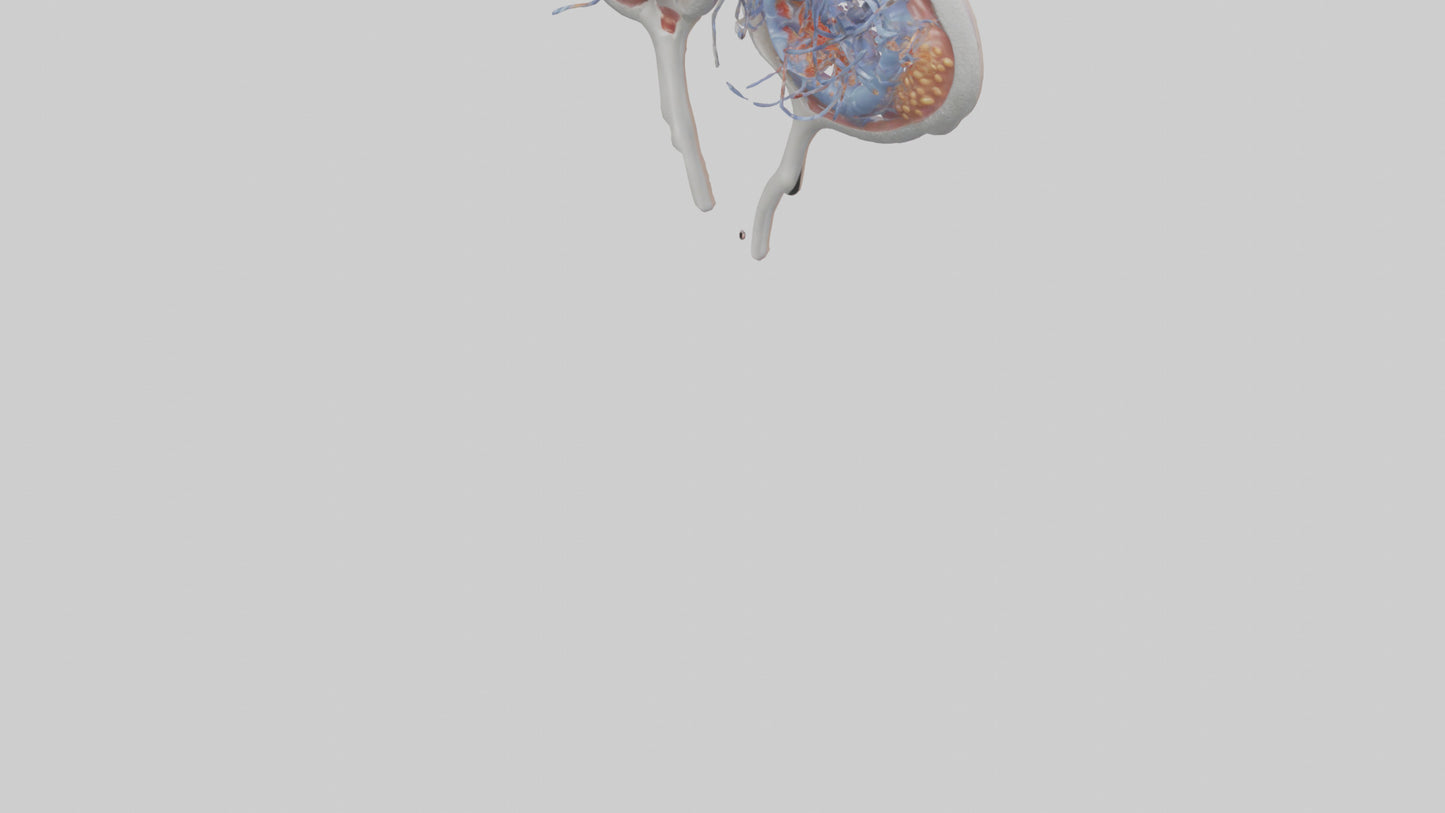 3D model Human Seminal Vesicles Model VR / AR / low-poly