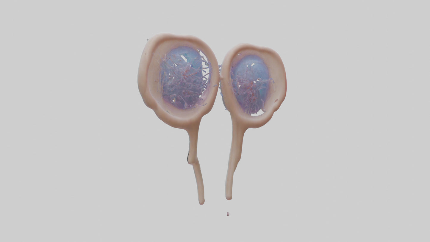 3D model Human Seminal Vesicles Model VR / AR / low-poly