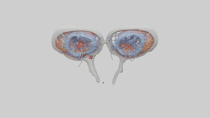 3D model Human Seminal Vesicles Model VR / AR / low-poly