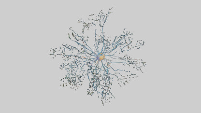Human Sensory Neurons Model VR / AR / low-poly