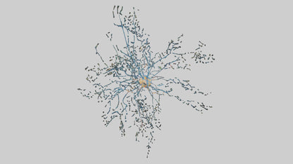 Human Sensory Neurons Model VR / AR / low-poly