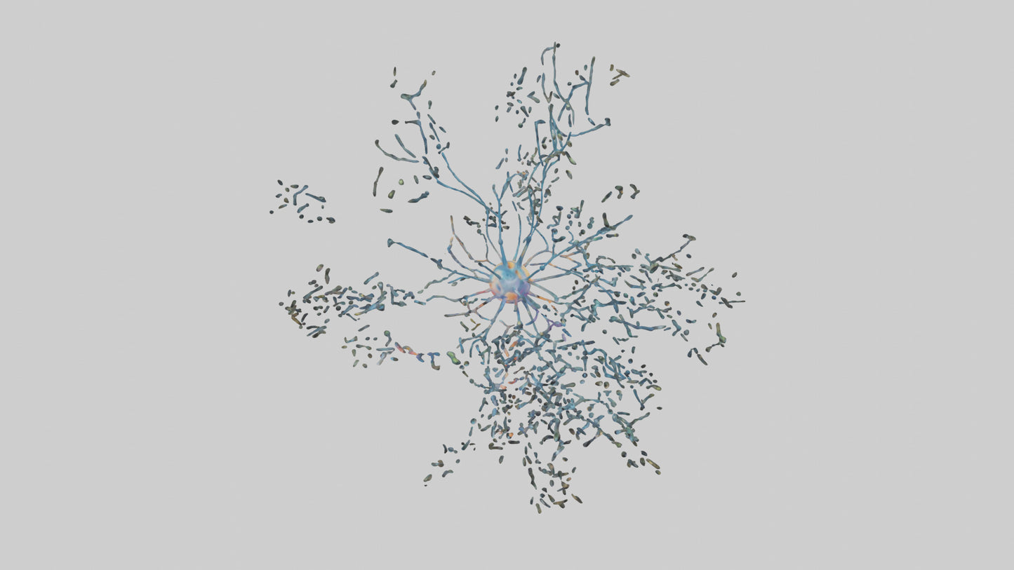 Human Sensory Neurons Model VR / AR / low-poly