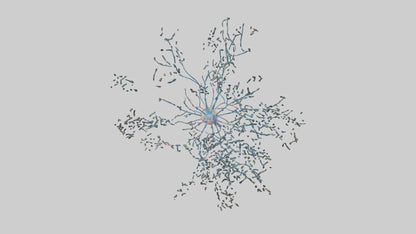 Human Sensory Neurons Model VR / AR / low-poly