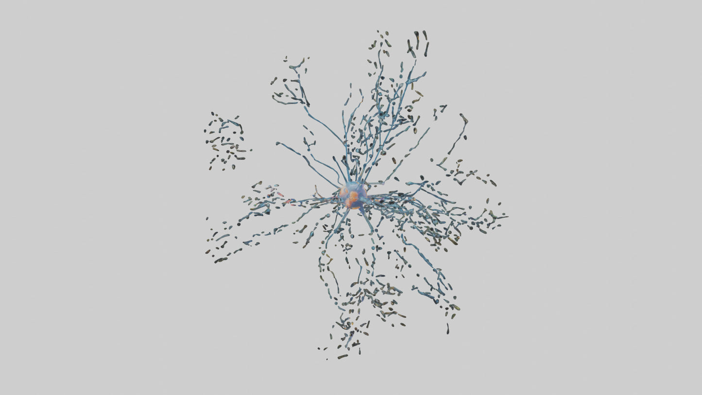 Human Sensory Neurons Model VR / AR / low-poly