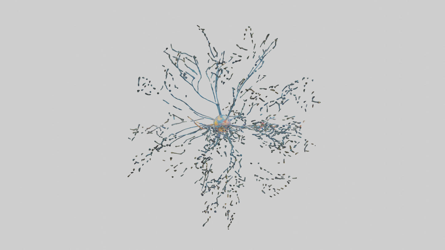 Human Sensory Neurons Model VR / AR / low-poly