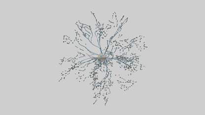 Human Sensory Neurons Model VR / AR / low-poly