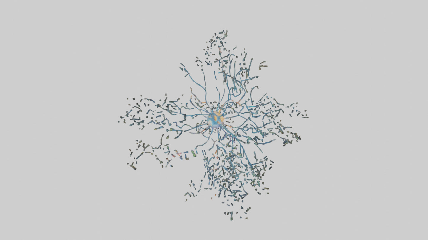 Human Sensory Neurons Model VR / AR / low-poly