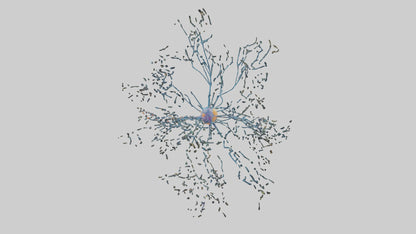 Human Sensory Neurons Model VR / AR / low-poly