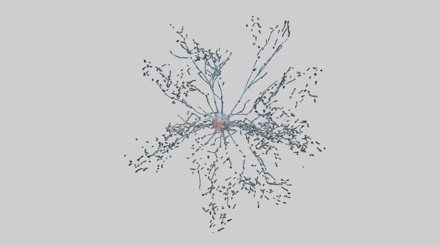 Human Sensory Neurons Model VR / AR / low-poly