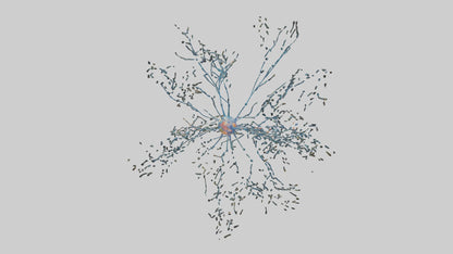 Human Sensory Neurons Model VR / AR / low-poly